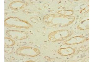 Immunohistochemistry of paraffin-embedded human kidney tissue using ABIN7166580 at dilution of 1:100 (SLC36A2 antibody  (AA 1-58))