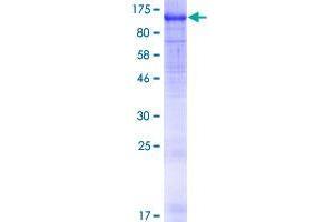 WD Repeat Domain 24 (WDR24) (AA 1-790) protein (GST tag)
