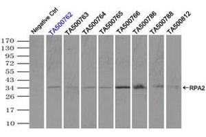 Image no. 5 for anti-Replication Protein A2, 32kDa (RPA2) antibody (ABIN1500738) (RPA2 antibody)