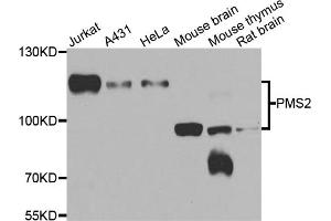 Western blot analysis of extracts of various cell lines, using PMS2 antibody (ABIN5974175) at 1/1000 dilution. (PMS2 antibody)
