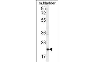 Western blot analysis in mouse bladder tissue lysates (35ug/lane). (ASCL2 antibody  (N-Term))