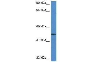 Western Blot showing Dhrs3 antibody used at a concentration of 1. (DHRS3 antibody  (Middle Region))