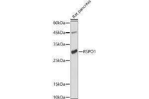 Western blot analysis of extracts of Rat pancreas, using RSPO1 antibody (ABIN6132958, ABIN6147279, ABIN6147280 and ABIN6224304) at 1:1000 dilution. (RSPO1 antibody  (AA 21-263))