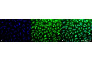 Immunocytochemistry/Immunofluorescence analysis using Rabbit Anti-Erk1/2 Polyclonal Antibody . (ERK1 antibody  (Biotin))