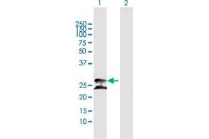 Western Blot analysis of PRDX3 expression in transfected 293T cell line by PRDX3 MaxPab polyclonal antibody. (Peroxiredoxin 3 antibody  (AA 1-256))