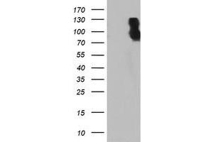 Western Blotting (WB) image for anti-Dipeptidyl-Peptidase 9 (DPP9) antibody (ABIN1497904) (DPP9 antibody)