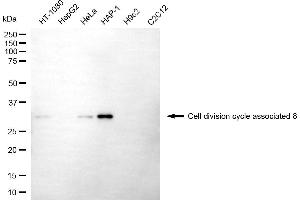 Western blotting analysis using cell division cycle associated 8 antibody (ABIN7798020). (CDCA8 antibody)
