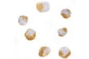 Immunocytochemistry of AES in 293 cells with AES antibody at 10 μg/ml. (AES antibody  (N-Term))