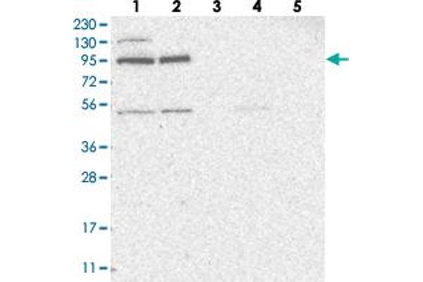 ZNF341 Antikörper