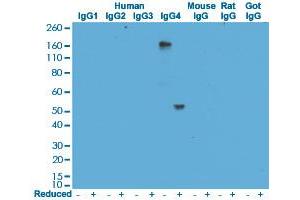 Western blot analysis of human, mouse, rat, and goat IgG using Human IgG4 monoclonal antibody, clone RM120  under 0.