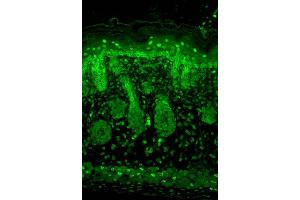 Immunohistochemistry analysis using Mouse Anti-Kir2. (KCNJ2 antibody  (AA 41-64) (PerCP))