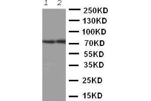 Anti-ABCG4 antibody, Western blotting Lane 1: Rat Brain Tissue Lysate Lane 2: Mouse Brain Tissue Lysate (ABCG4 antibody  (Middle Region))