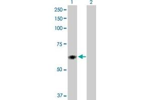 Western Blot analysis of PDIA5 expression in transfected 293T cell line by PDIA5 MaxPab polyclonal antibody. (PDIA5 antibody  (AA 1-519))