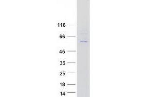 Western Blotting (WB) image for Polymerase (DNA Directed), epsilon 2 (p59 Subunit) (POLE2) protein (Myc-DYKDDDDK Tag) (ABIN2729305)
