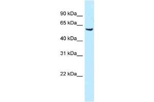 WB Suggested Anti-Meis1 Antibody Titration: 1.