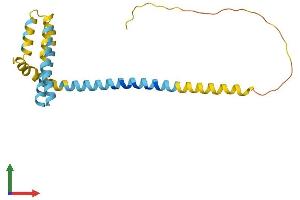 AlphaFold protein structure predicition of Human Recombinant REEP1 Protein, UniprotID Q9H902 (Receptor Accessory Protein 1 Protein (REEP1) (AA 1-201) (His tag))