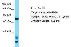 Host: Rabbit Target Name: ANKRD36 Sample Tissue: Human HepG2 Whole Cell Antibody Dilution: 1ug/ml (ANKRD36 antibody  (C-Term))