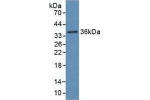 Detection of Recombinant Hpt, Rat using Polyclonal Antibody to Haptoglobin (Hpt) (Haptoglobin antibody  (AA 70-332))