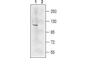Western blot analysis of mouse brain lysate: - 1. (GRIN2C antibody  (Extracellular, N-Term))