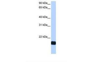 Image no. 1 for anti-Cardiotrophin 1 (CTF1) (N-Term) antibody (ABIN6738795) (Cardiotrophin 1 antibody  (N-Term))