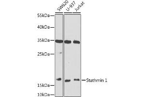Western blot analysis of extracts of various cell lines, using Stathmin 1 antibody (ABIN6129522, ABIN6148622, ABIN6148623 and ABIN6218225) at 1:1000 dilution. (Stathmin 1 antibody  (AA 1-149))