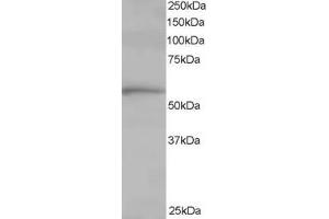 Western Blotting (WB) image for anti-T-Complex 1 (TCP1) (C-Term) antibody (ABIN2465315) (TCP1 alpha/CCTA antibody  (C-Term))