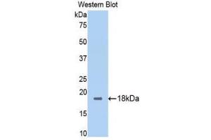 Western Blotting (WB) image for anti-Calmodulin,CAM (AA 1-149) antibody (ABIN1077890)