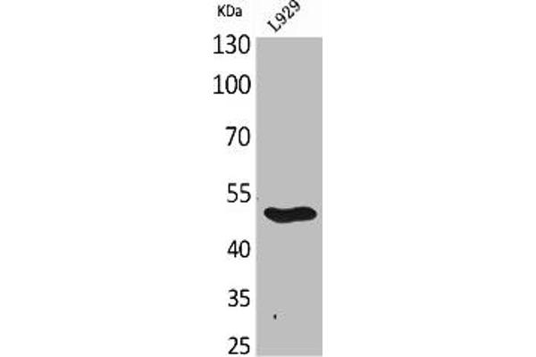 GDF9 antibody  (C-Term)