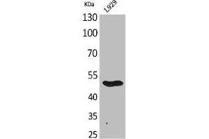 Western Blot analysis of L929 cells using GDF-9 Polyclonal Antibody (GDF9 antibody  (C-Term))