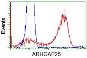 HEK293T cells transfected with either RC217414 overexpress plasmid (Red) or empty vector control plasmid (Blue) were immunostained by anti-ARHGAP25 antibody (ABIN2452774), and then analyzed by flow cytometry. (ARHGAP25 antibody)