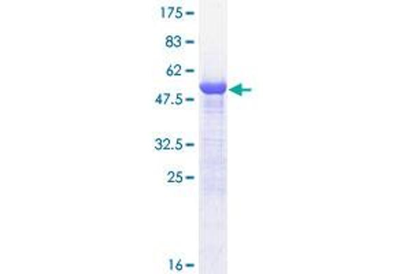 PSME1 Protein (AA 1-249) (GST tag)