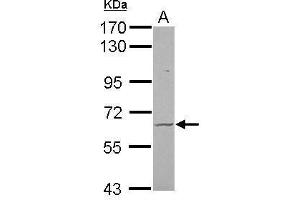 WB Image Sample (30 ug of whole cell lysate) A: U87-MG 7. (FZD9 antibody  (N-Term))
