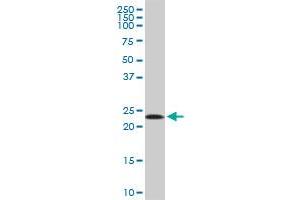 MRPL11 MaxPab polyclonal antibody. (MRPL11 antibody  (AA 1-192))