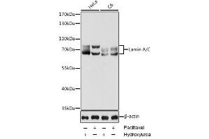 Western blot analysis of extracts of various cell lines using Lamin A/C Polyclonal Antibody at dilution of 1:1000. (Lamin A/C antibody)