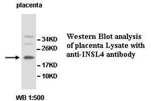 Image no. 1 for anti-Insulin-Like 4 (Placenta) (INSL4) antibody (ABIN1577261)