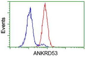 Image no. 2 for anti-Ankyrin Repeat Domain 53 (ANKRD53) (AA 1-300) antibody (ABIN1490720) (ANKRD53 antibody  (AA 1-300))