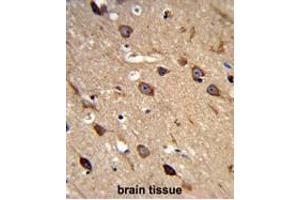 Formalin-fixed and paraffin-embedded human brain tissue reacted with ACCN2 Antibody (C-term), which was peroxidase-conjugated to the secondary antibody, followed by DAB staining. (ASIC1 antibody  (C-Term))
