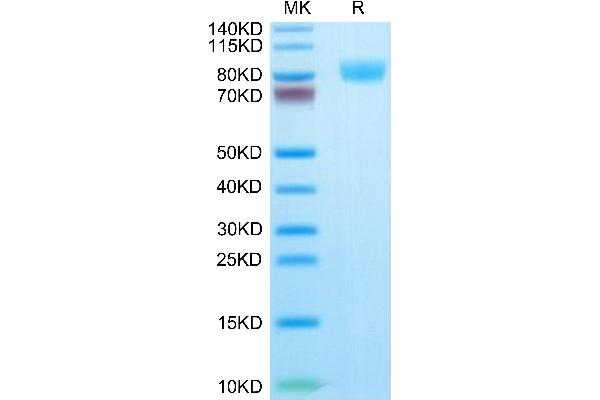 IL17RA Protein (AA 33-320) (Fc Tag)