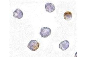 Immunohistochemistry (IHC) image for anti-Growth Hormone Regulated TBC Protein 1 (GRTP1) (N-Term) antibody (ABIN1031398) (GRTP1 antibody  (N-Term))