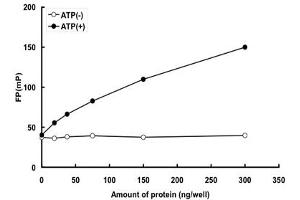 MYLK Protein (AA 1428-1771) (GST tag)