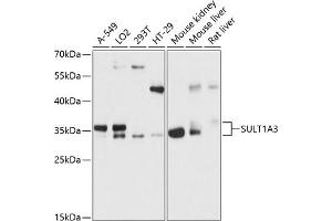 Western blot analysis of extracts of various cell lines, using SULT1 antibody (ABIN6132696, ABIN6148707, ABIN6148709 and ABIN6215958) at 1:3000 dilution. (SULT1A3 antibody  (AA 1-100))