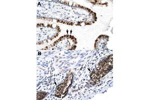 Immunohistochemical staining (Formalin-fixed paraffin-embedded sections) of human intestine (A) and human stomach (B) with E2F4 polyclonal antibody  at 4-8 ug/mL working concentration.