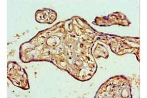 Immunohistochemistry of paraffin-embedded human placenta tissue using ABIN7150350 at dilution of 1:100 (TOPBP1 antibody  (AA 1253-1522))