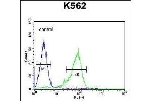 GLP1 Antibody (Center) (ABIN651691 and ABIN2840362) flow cytometric analysis of K562 cells (right histogram) compared to a negative control cell (left histogram). (GLP-1 antibody  (AA 85-112))