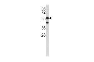 Western blot analysis of HMGCS1 antibody (C-term) (ABIN390594 and ABIN2840912) in K562 cell line lysates (35 μg/lane). (HMGCS1 antibody  (C-Term))