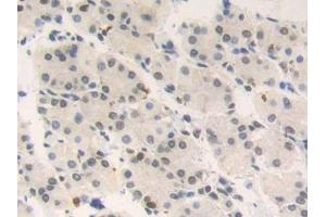 Detection of HMGN2 in Human Stomach Tissue using Polyclonal Antibody to High Mobility Group Nucleosome Binding Domain Containing Protein 2 (HMGN2) (HMGN2 antibody  (AA 2-81))