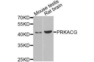 Western blot analysis of extracts of various cell lines, using PRKACG antibody (ABIN5975722) at 1/1000 dilution. (PRKACG antibody)