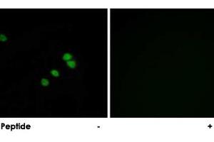 Immunofluorescence analysis of HepG2 cells, using SP1 polyclonal antibody . (SP1 antibody)