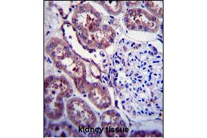 P Antibody (C-term ) 6306c immunohistochemistry analysis in formalin fixed and paraffin embedded human kidney tissue followed by peroxidase conjugation of the secondary antibody and DAB staining. (APP antibody  (C-Term))