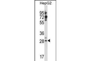 GSG1L Antibody (C-term) (ABIN657610 and ABIN2846607) western blot analysis in HepG2 cell line lysates (35 μg/lane). (GSG1-Like antibody  (C-Term))